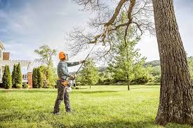 Reliable Wildomar, CA Tree Removal and Landscaping Services Solutions